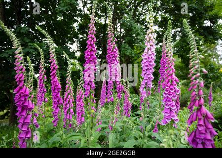 Guanti Foxguants lungo il bordo del giardino Foto Stock