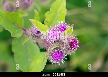 Burdock comune, o Arctium meno, in un pomeriggio estivo, primo piano Foto Stock