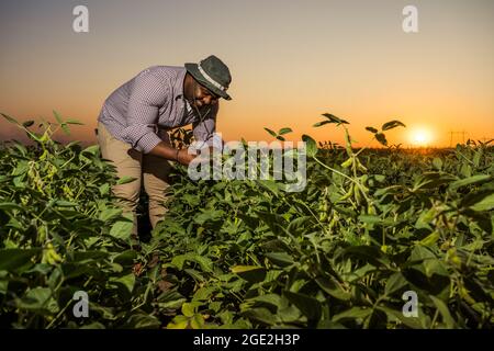 Il coltivatore è in piedi nel suo campo crescente della soia. Sta esaminando il progresso delle piante. Foto Stock