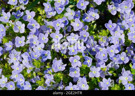 Slanciato Speedwell (Veronica filiformis). Fiori visto dall'alto. Svizzera Foto Stock