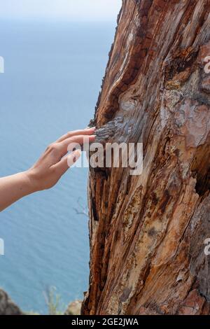 Eco concetto giovane donna tocca secco ramo di vecchio albero con la sua mano. Immagine verticale. Foto Stock