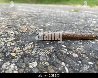 Primo piano di un bruno slug strisciante sul terreno Foto Stock