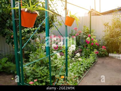 I fiori in vaso crescono nel giardino della casa. Decorazioni in forma di piante. Pentole appesi. Messa a fuoco selettiva Foto Stock