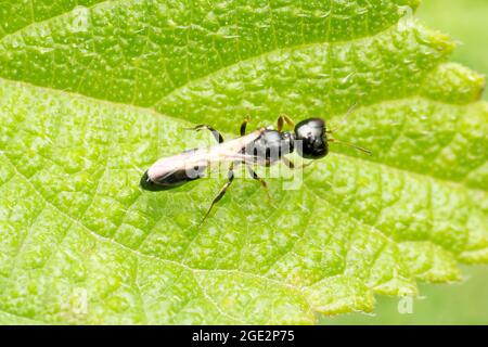 Vespa afida sulla foglia, Pulverro indica, Sanwal 1952, Satara, Maharashtra, India Foto Stock