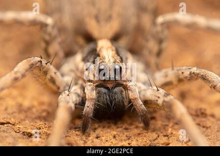 Ritratto closeup di Hogna radiata, occhi ragno lupo, Satara, Maharashtra, India Foto Stock