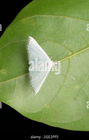 Dorsale della falena bianca, rinitidata di Gypsochora, Satara, Maharashtra, India Foto Stock