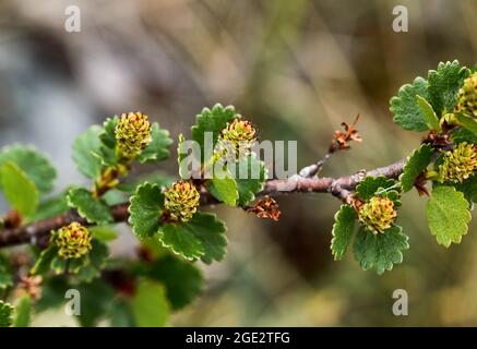 Betulla nana Foto Stock