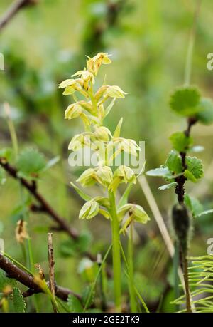 Orchidea di rana Foto Stock