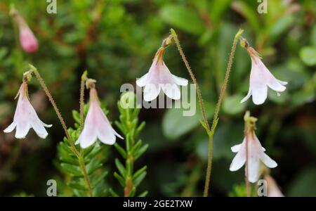 Fiore Foto Stock
