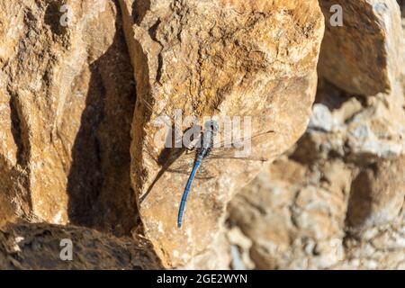 Orthetrum chrysostigma, Epaulet Skimmer Dragonfly Foto Stock