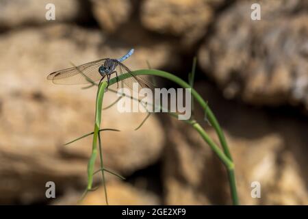 Orthetrum chrysostigma, Epaulet Skimmer Dragonfly Foto Stock