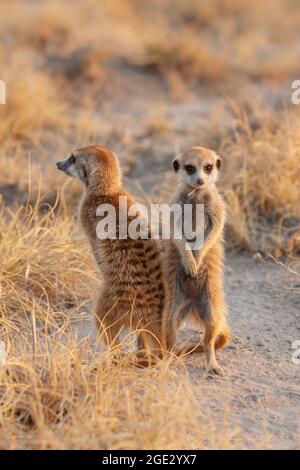 Neonati Meerkat in posizione eretta (Suricata suricatta). Kalahari, Makgadikgadi Pan, Botswana, Africa Foto Stock