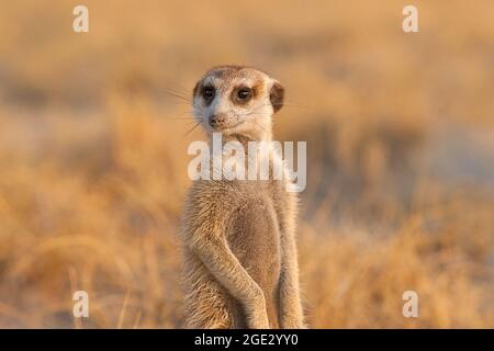 Meerkats (Suricata suricatta), primo piano ritratto in piedi verticale. Vista frontale del viso, testa. Kalahari, Makgadikgadi Pan, Botswana, Africa Foto Stock
