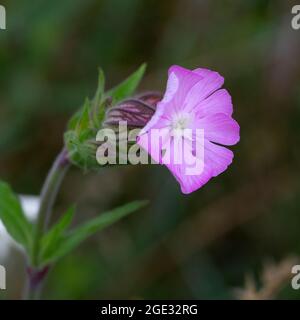 campion bianco (Silene latifolia) con fiori rosa Foto Stock