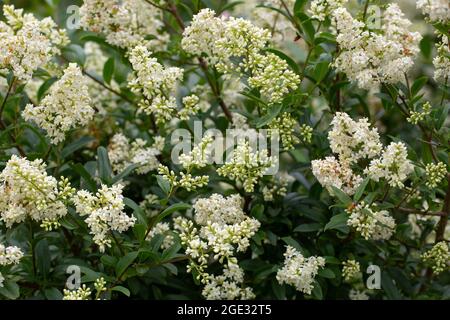 Selvatico privato (Ligustrum vulgare) fioritura Foto Stock