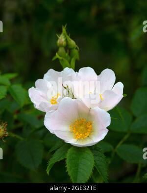 Rosa cane (Rosa canina) con fiori bianchi Foto Stock