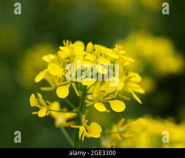 Ravizzone (Brassica napus) fioritura Foto Stock