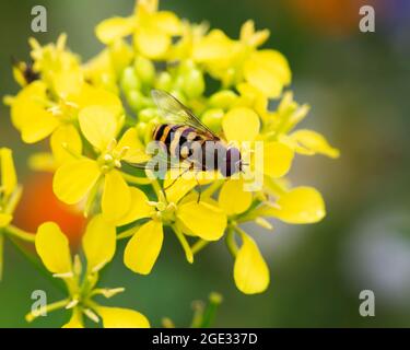 Hoverfly Syrphus ribesii su ravizzone fiorito (Brassica napus) Foto Stock