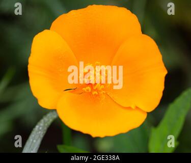 Fiore singolo di papavero della California (Eschscholzia californica) Foto Stock