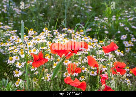 Papaveri e margherite in un prato di fiori in estate, primo piano. Foto Stock