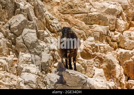 Capre che guardano la spiaggia presso la spettacolare Limania seitana a la Canea, Creta Foto Stock