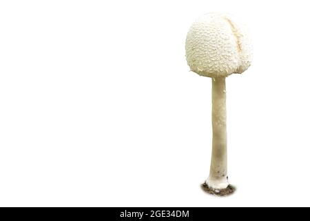 fungo mazzo di funghi che cresce da terra di sporcizia su sfondo bianco Foto Stock