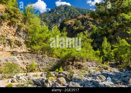 Bellissimi pini e torreggianti scogliere in un enorme canyon naturale (Samaria Gorge, Creta, Grecia) Foto Stock