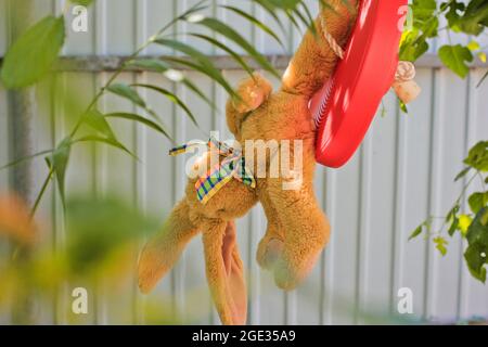 Coniglio giocattolo su un albero. Primo piano del giocattolo morbido Foto Stock