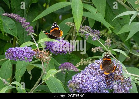 Farfalle rosse ammiraglie (Vanessa atalanta) che si annidano sui fiori di Buddleja davidii, chiamati anche cespuglio di farfalle, durante l'estate o agosto, nel Regno Unito Foto Stock