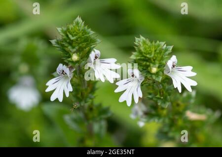 Eyebright (Eufrasia officinalis), un piccolo fiore bianco con vene viola e centri gialli, Regno Unito Foto Stock