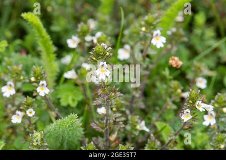 Eyebright (Eufrasia officinalis), un piccolo fiore bianco con vene viola e centri gialli, Regno Unito Foto Stock