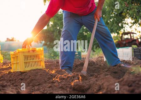 Coltivatore che raccoglie patate biologiche fresche da campo. Orticoltura e agricoltura in azienda. Foto Stock