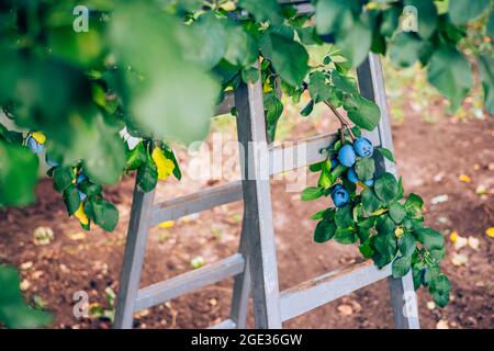 Albero di prugna con prugne mature e scala al momento della raccolta. Frutta in un giardino frutteto. Foto Stock