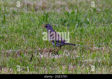 Fieldfare sul prato, nutrire, alla ricerca di vermi e semi. Foto Stock