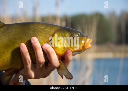 Tench - (Tinca tinca) sulla mano sullo sfondo dell'acqua. Foto Stock