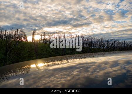 Reben am Weinberg spiegeln sich in einem Autodach Foto Stock