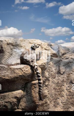 Limur con coda ad anello su rocce. Foto Stock