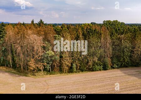 Foresta con alberi morenti nei Monti Harz Foto Stock