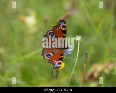 Peacock Butterfly su campo Scabious Foto Stock