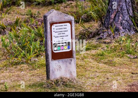 Marcature colorate nella natura lussureggiante del Parco Nazionale delle Gole del Fiume Nero sull'isola di Mauritius Foto Stock