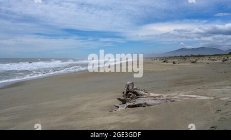 Driftwood sulla spiaggia, Haast Beach, Haast, Wanaka, West Coast Region, Isola del Sud, Nuova Zelanda Foto Stock