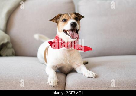 Adorabile cane che posa sul divano grigio a casa Foto Stock