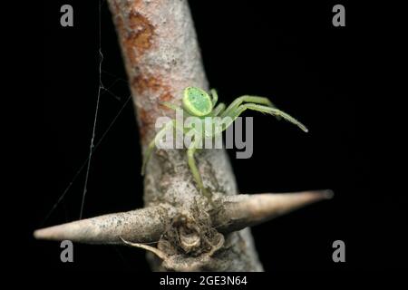 Ragno di granchio verde, specie di Oxytate, Satara, Maharashtra, India Foto Stock