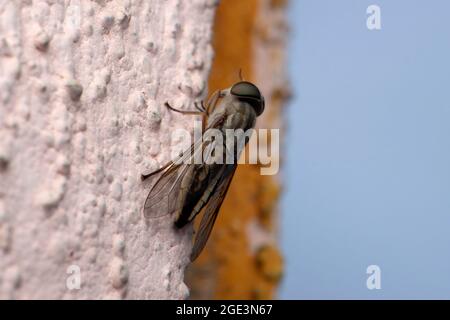 Mosca di cavallo, sulcifrons di Tabanus, Satara, Maharashtra, India Foto Stock