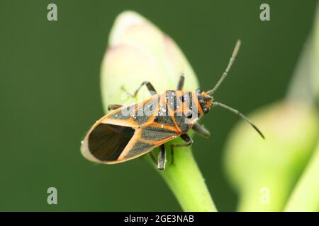Boxelder bug insetto, Boisea trivittata, Satara, Maharashtra, India Foto Stock