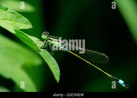 Comune Damselfly bluetail, Ischnura elegans, Satara, Maharashtra, India Foto Stock