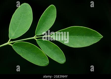 La foglia di albero di drumstick, Moringa oleifera, Satara, Maharashtra, India Foto Stock