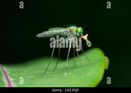 Mosca verde a zampe lunghe, specie di Crisosoma, Satara, Maharashtra, India Foto Stock