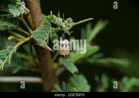 Pupe di falena, satara Maharshtra india Foto Stock