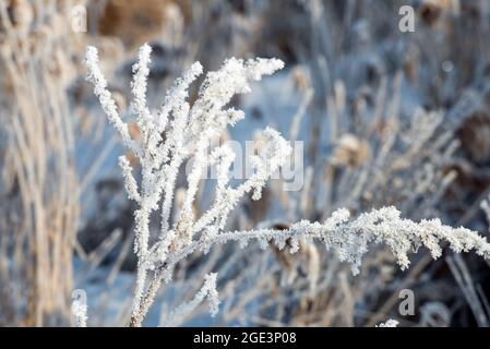 L'erba è coperta di gelo in un inverno soleggiato giornata fredda Foto Stock
